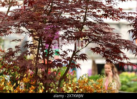 Londra, Regno Unito. 20 maggio 2024. Questa foto scattata il 20 maggio 2024 mostra le piante esposte al Royal Horticultural Society (RHS) Chelsea Flower Show durante la stampa day a Londra, in Gran Bretagna. L'annuale RHS Chelsea Flower Show aprirà qui il 21 maggio. Crediti: Li Ying/Xinhua/Alamy Live News Foto Stock