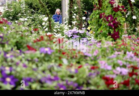 Londra, Gran Bretagna. 20 maggio 2024. Una donna partecipa al Royal Horticultural Society (RHS) Chelsea Flower Show durante la giornata stampa a Londra, in Gran Bretagna, il 20 maggio 2024. L'annuale RHS Chelsea Flower Show aprirà qui il 21 maggio. Crediti: Li Ying/Xinhua/Alamy Live News Foto Stock