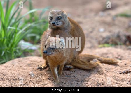 Mangusta nana di accoppiamento (Helogale), zoo di Norimberga, Franconia media, Baviera, Germania Foto Stock