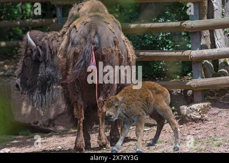 American Bison with Young (Bos bison bison) ancora con la nascita, poco dopo la nascita del giovane, Tiergarten, Norimberga, Franconia media Foto Stock