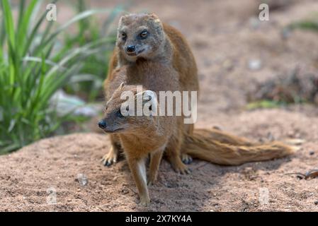 Mangusta nana di accoppiamento (Helogale), zoo di Norimberga, Franconia media, Baviera, Germania Foto Stock