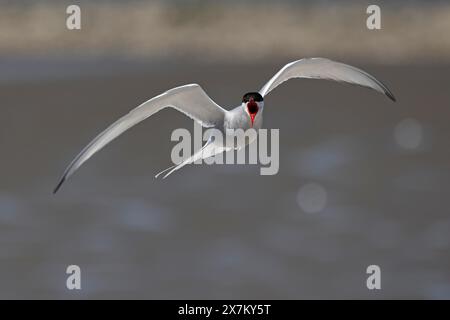 Terna comune strisciante (Sterna hirundo) in volo, Schleswig-Holstein Wadden Sea National Park, sito Patrimonio dell'Umanità dell'UNESCO, costa del Mare del Nord Foto Stock