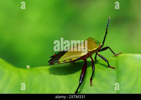 Foto macro dettagliata di macchia puzzolente colorata sulla texture delle foglie. Mostra la bellezza dell'entomologia nel suo habitat naturale. Wulai, Taiwan. Foto Stock