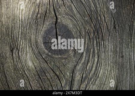 Vista dettagliata di un pezzo di legno invecchiato con una colorazione grigio-marrone che enfatizza le sue trame e i suoi motivi naturali. Incrinature profonde e nodi coprono il Foto Stock