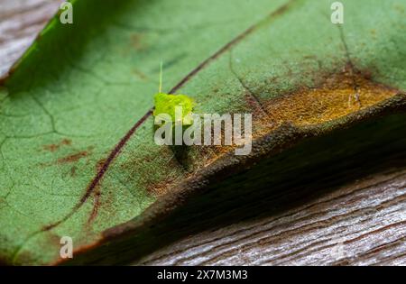 Foto macro dettagliata di Una foglia verde di tè (Jacobiasca formosana), nota per aver influenzato il sapore orientale del tè Beauty. Taiwan. Foto Stock