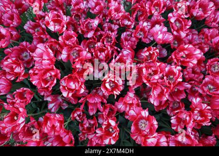 Tulipani rossi e bianchi in piena fioritura Foto Stock