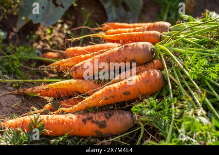 Carote con le cime a terra. Grandi carote succose non lavate in un campo a terra in primo piano. Raccolto. Agricoltura biologica Foto Stock