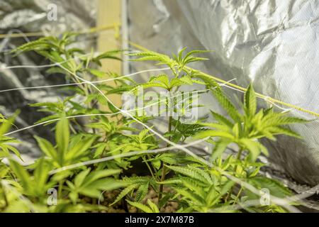 Tecnica di coltivazione della canapa SOG Sea of Green NET. Coltivare erba in casa vegetativa stadio vegetativo di crescita. Marijuana medica Foto Stock