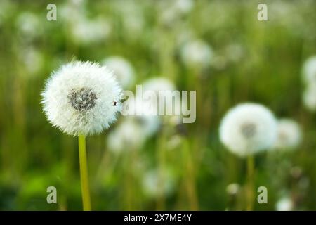 Dandelion Puffs in un campo Foto Stock