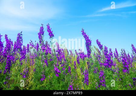 Campo selvatico blu. Steppa secondaria sulla penisola di Kerch, Crimea ricoperta di forca larkspur (Delphinium consolida) Foto Stock