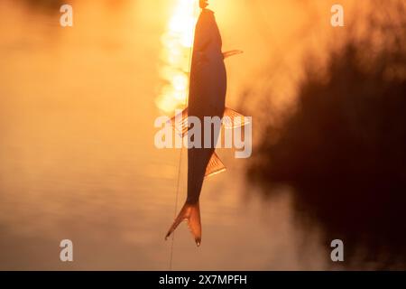 Roach. Gioco d'azzardo e pesca sul fiume di sera. Pesce pescato al tramonto Foto Stock