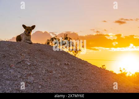 Un piccolo cane seduto su un mullock al tramonto al Lightning Ridge nell'Outback New South Wales, Australia Foto Stock