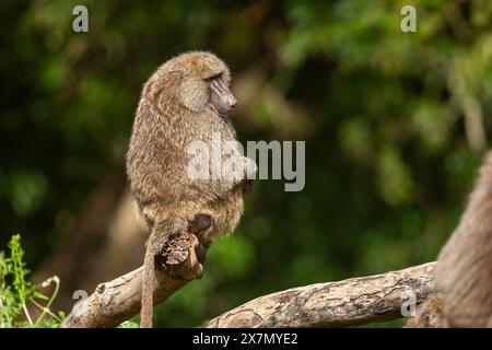 Una truppa di babbuini d'oliva (Papio anubis). arrampicarsi su un albero Foto Stock