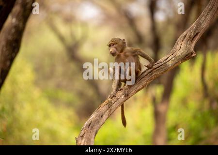 Babbuino all'oliva giovanile (Papio anubis). Foto Stock