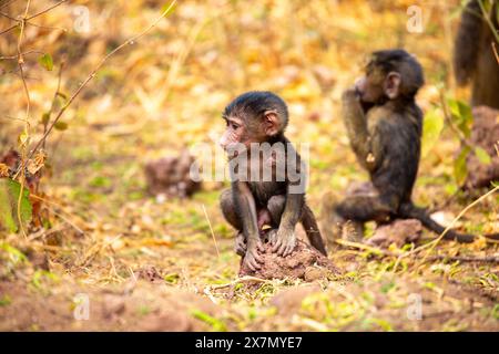 Babbuino all'oliva giovanile (Papio anubis). Foto Stock