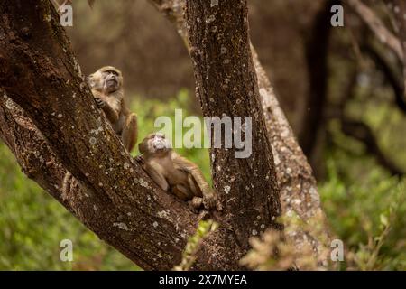 Babbuino all'oliva giovanile (Papio anubis). Foto Stock