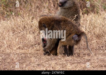 Babbuino d'oliva (Papio anubis) madre con il suo bambino Foto Stock