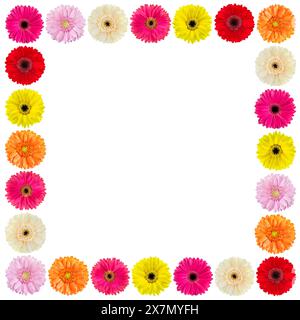 Cornice di colorati fiori di Gerbera isolati su sfondo bianco Foto Stock