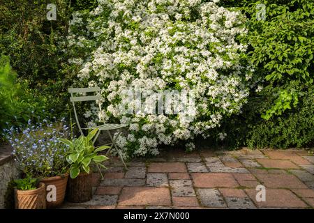 Choisya Ternata - Mexican Orange Blossom - posto a sedere posto accanto a arbusto sempreverde profumato in pieno fiore nell'angolo riparato del giardino - Scozia, Regno Unito Foto Stock