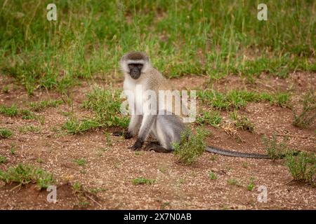 Vervet monkey (Chlorocebus pygerythrus). Queste scimmie sono native per l'Africa. Essi si trovano per lo più in tutto il Sud Africa, come pure alcuni dei Foto Stock