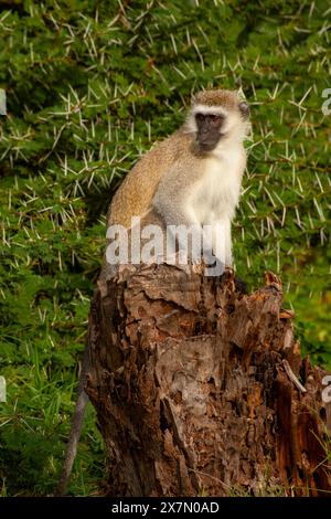 Scimmia Vervet (Chlorocebus pygerythrus). Seduti su una roccia, queste scimmie sono originarie dell'Africa. Si trovano principalmente in Africa meridionale, come noi Foto Stock