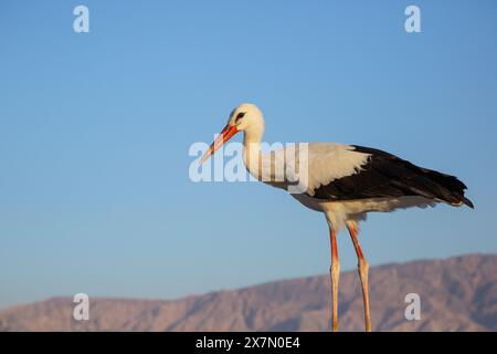 Un gregge di cicogna bianca (Ciconia ciconia) che si forgia per il cibo sul terreno. La cicogna bianca si trova in alcune parti dell'Europa e dell'Asia sudoccidentale, ed è una Foto Stock