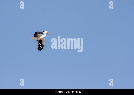 Un gregge di cicogna bianca (Ciconia ciconia) In volo su migrazione fotografata in Israele Foto Stock