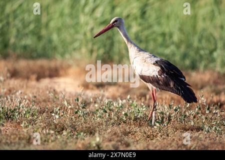 Un gregge di cicogna bianca (Ciconia ciconia) che si forgia per il cibo sul terreno. La cicogna bianca si trova in alcune parti dell'Europa e dell'Asia sudoccidentale, ed è una Foto Stock