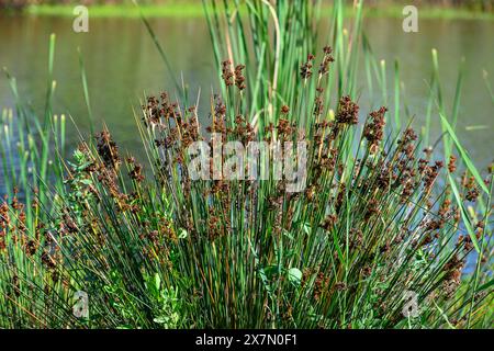 Juncus acutus, la corsa spinosa, affilata o affilata, è una pianta in fiore della famiglia delle Juncaceae. Fotografato all'ec artificiale Foto Stock