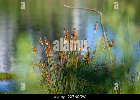 Juncus acutus, la corsa spinosa, affilata o affilata, è una pianta in fiore della famiglia delle Juncaceae. Fotografato all'ec artificiale Foto Stock