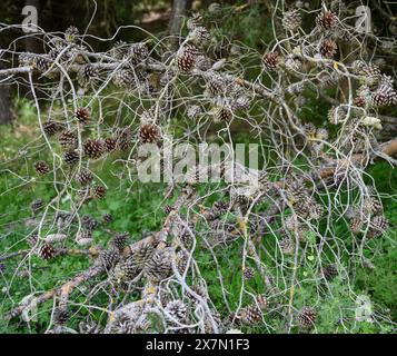 Molti coni di pino su un ramo secco di un Pinus halepensis, comunemente noto come il pino di Aleppo, noto anche come pino di Gerusalemme, è un pino originario del me Foto Stock