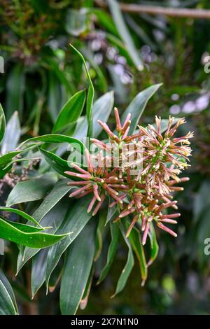 Fiori e foglie di Dracaena reflexa (comunemente chiamata canzone dell'India o canzone della Giamaica fotografata in Israele a maggio Foto Stock