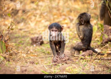 Babbuino all'oliva giovanile (Papio anubis). Foto Stock