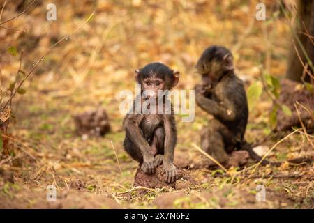 Babbuino all'oliva giovanile (Papio anubis). Foto Stock