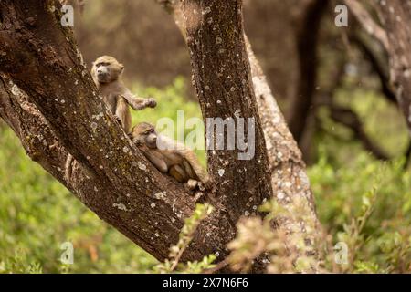 Babbuino all'oliva giovanile (Papio anubis). Foto Stock