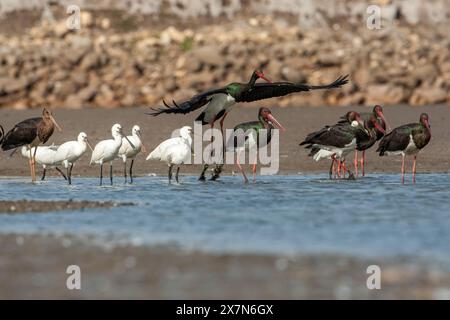 Cicogna nera (Ciconia nigra) e beccuccio eurasiatico (Platalea leucorodia), foraggio per cibo in acque poco profonde fotografato in Israele Foto Stock