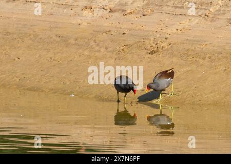 Il comune Moorhen (Gallinula chloropus) nuota in uno stagno. Fotografato in Israele Foto Stock