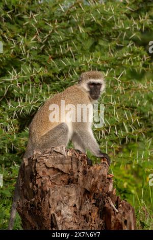 Scimmia Vervet (Chlorocebus pygerythrus). Seduti su una roccia, queste scimmie sono originarie dell'Africa. Si trovano principalmente in Africa meridionale, come noi Foto Stock