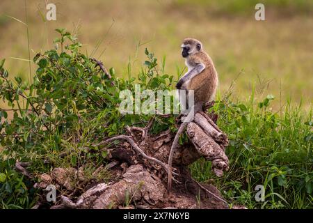 Vervet monkey (Chlorocebus pygerythrus). Queste scimmie sono native per l'Africa. Essi si trovano per lo più in tutto il Sud Africa, come pure alcuni dei Foto Stock