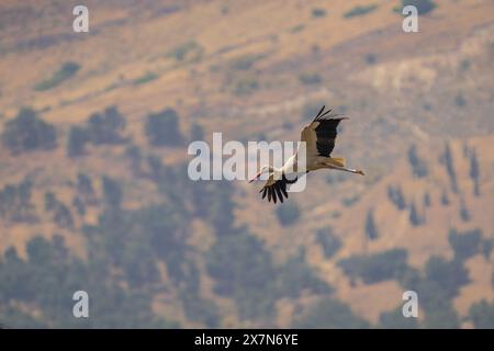 Un gregge di cicogna bianca (Ciconia ciconia) In volo su migrazione fotografata in Israele Foto Stock