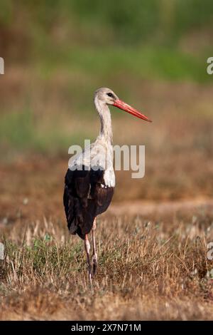 Un gregge di cicogna bianca (Ciconia ciconia) che si forgia per il cibo sul terreno. La cicogna bianca si trova in alcune parti dell'Europa e dell'Asia sudoccidentale, ed è una Foto Stock