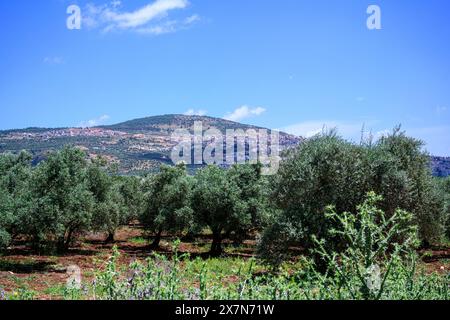 Piantagione di ulivi con antichi ulivi fotografati nella riserva naturale del torrente Tzalmon, alta Galilea, Israele Foto Stock