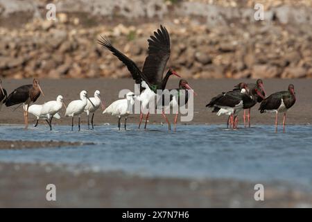 Cicogna nera (Ciconia nigra) e beccuccio eurasiatico (Platalea leucorodia), foraggio per cibo in acque poco profonde fotografato in Israele Foto Stock