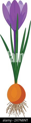 Illustrazione vettoriale del fiore di cocco viola con bulbo Illustrazione Vettoriale