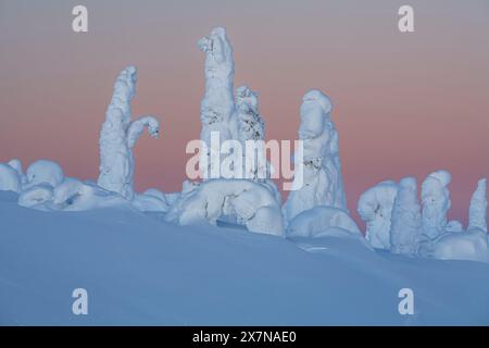 Alberi innevati nell'Artico all'alba, Brooks Range, Dalton Highway, Alaska, USA Foto Stock