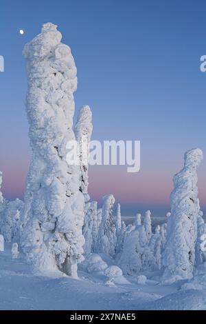 Alberi innevati nell'Artico all'alba, Brooks Range, Dalton Highway, Alaska, USA Foto Stock