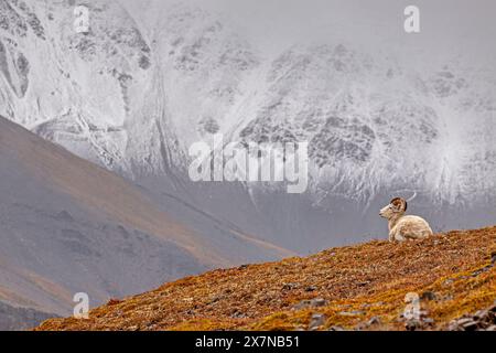 Pecore da tutti, Ovis dalli, sdraiate di fronte alle montagne, maschio, ariete, caduta, Brooks Range, Alaska, Stati Uniti Foto Stock