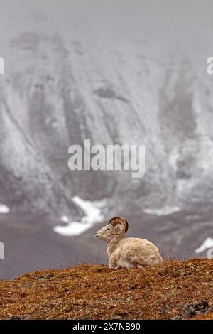 Pecore da tutti, Ovis dalli, sdraiate di fronte alle montagne, maschio, ariete, caduta, Brooks Range, Alaska, Stati Uniti Foto Stock