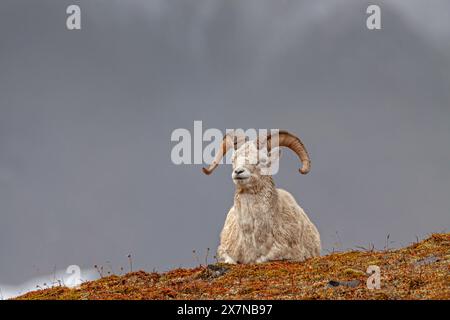 Pecore da tutti, Ovis dalli, sdraiate di fronte alle montagne, maschio, ariete, caduta, Brooks Range, Alaska, Stati Uniti Foto Stock