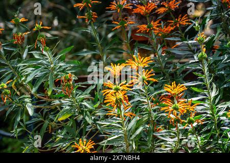 Leonotis leonurus, noto anche come orecchio di leone, coda di leone e dagga selvatica, è una specie vegetale della famiglia delle mentine, Lamiaceae. L'impianto è un veicolo elettrico a lamelle Foto Stock